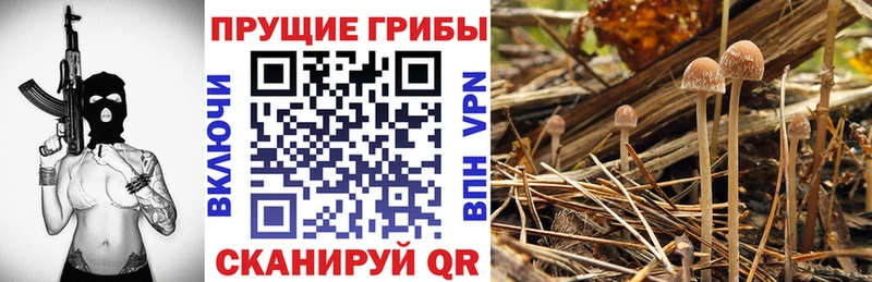 блэк спрут tor  Железногорск  Галлюциногенные грибы Psilocybe  где можно купить наркотик 